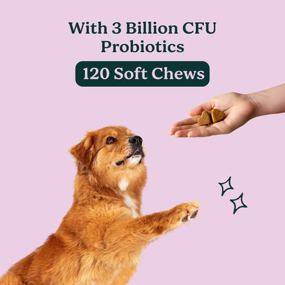 PureBlend Probiotic Chews for Dogs